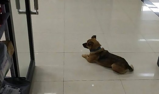  وفاداری عجیب این سگ بعد از مرگ صاحبش+عکس 