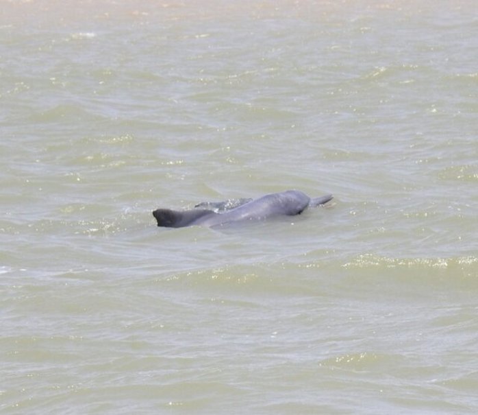 ۳ دلفین گوژپشت در آب‌های آبادان دیده شدند+عکس