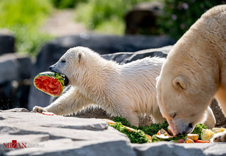 خرس قطبی هم این روزها هندوانه می‌خورد+عکس