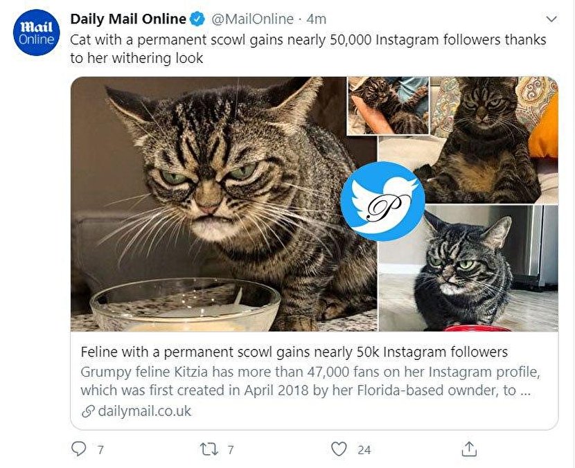 گربه اخمالو با ۴۷ هزار فالوور+عکس