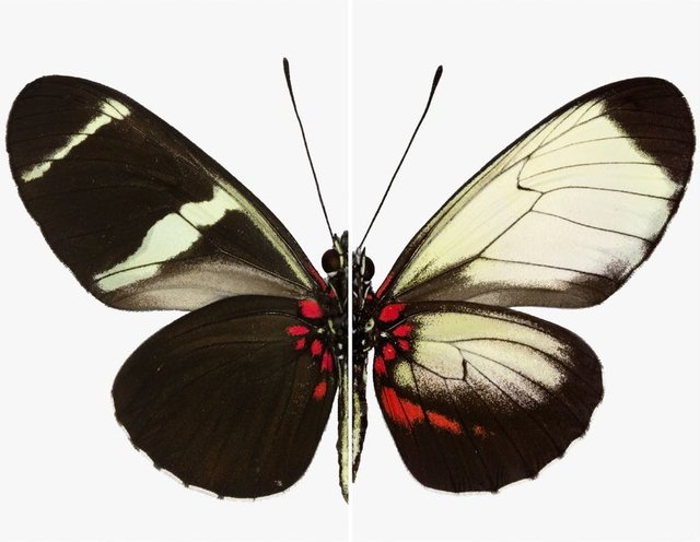 تغییر طرح بال پروانه ها با اصلاح ژنتیکی + تصاویر
