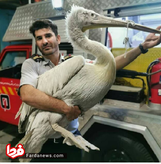 پلیکان غول پیکر در خانه یک تهرانی+عکس
