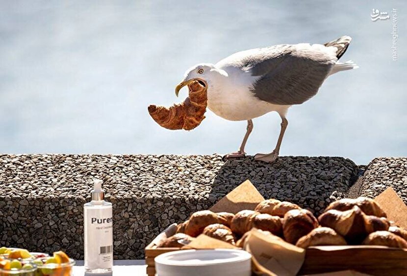دزدی مرغ دریایی در روز روشن+عکس