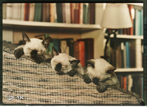 خواب بچه گربه‌های ملوس سوژه شد+عکس