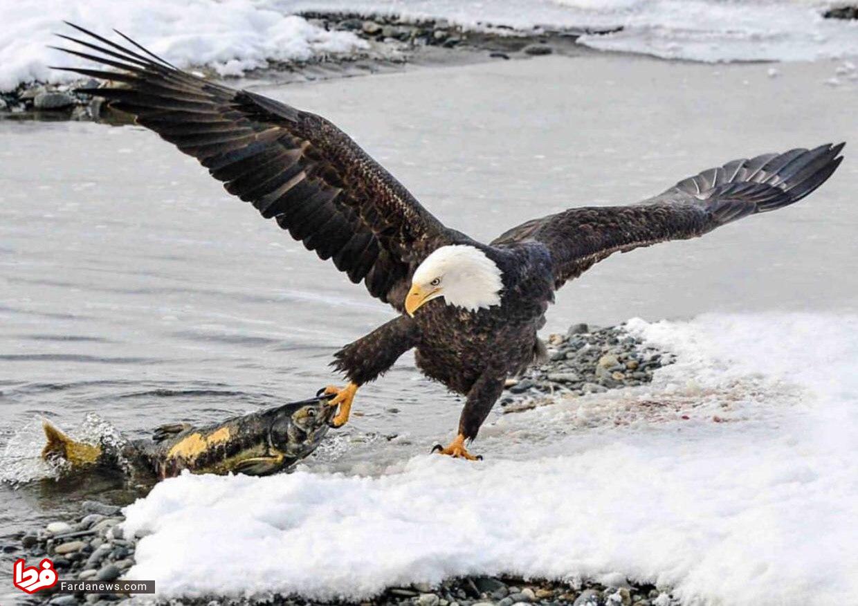 ماهیگیری عقاب در آلاسکا+عکس