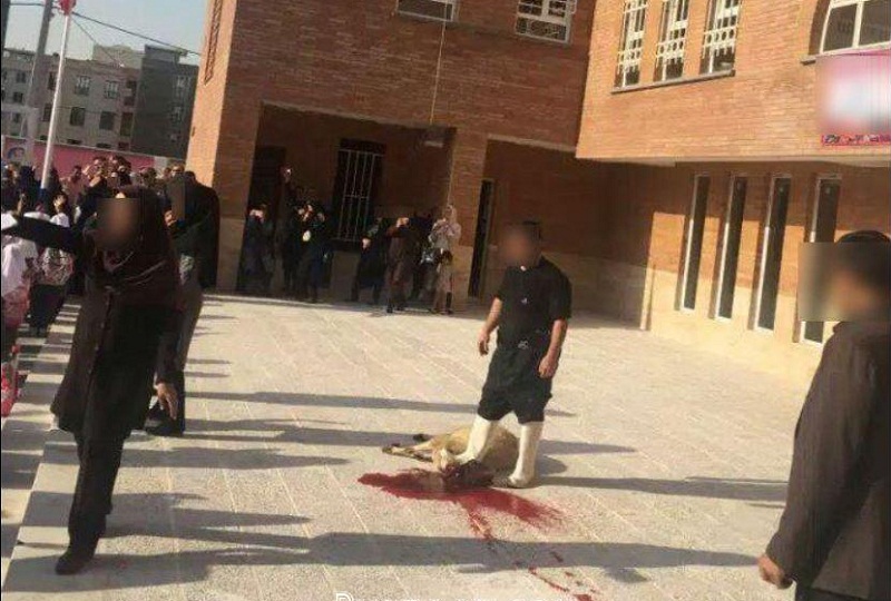 توضیح آموزش و پرورش درباره ذبح گوسفند در یک مدرسه