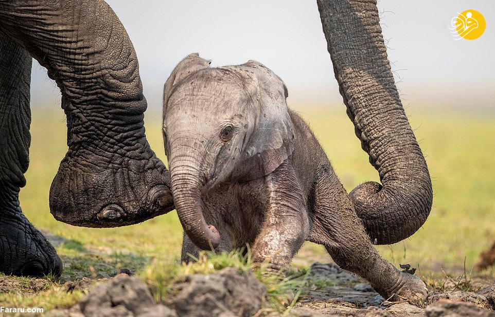 اولین قدم‌های بچه فیل تازه متولد شده+عکس