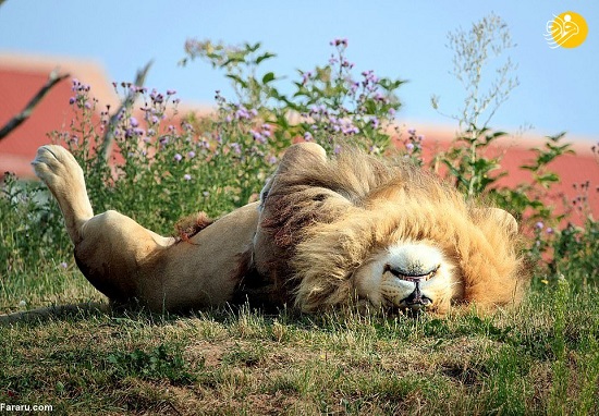 خوابیدن بامزه سلطان جنگل در تابستان+عکس