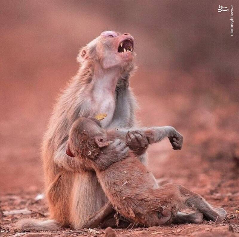 ضجه میمون مادر پس از مرگ فرزندش+عکس