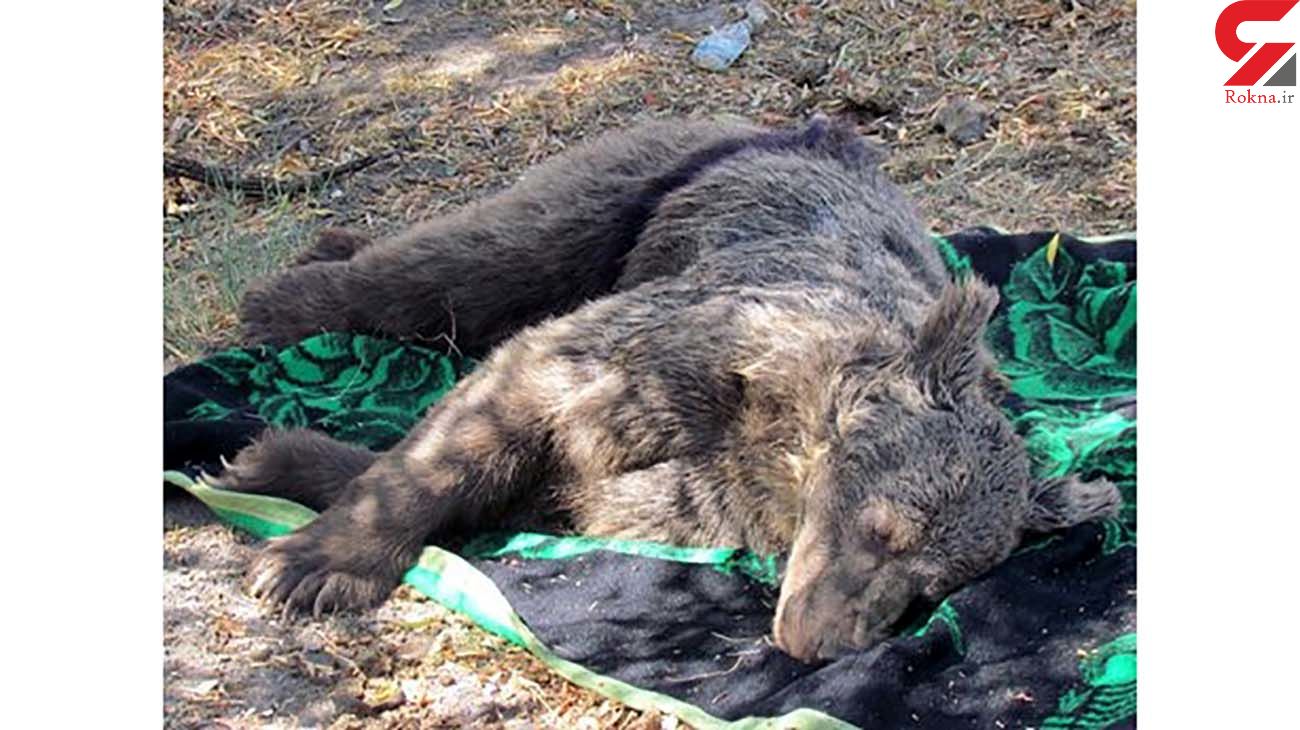 توله خرس را در اردبیل به سادگی کشتند+عکس 