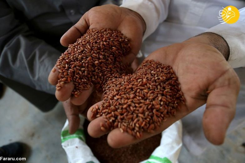لاکچری ترین برنج دنیا در عربستان+عکس