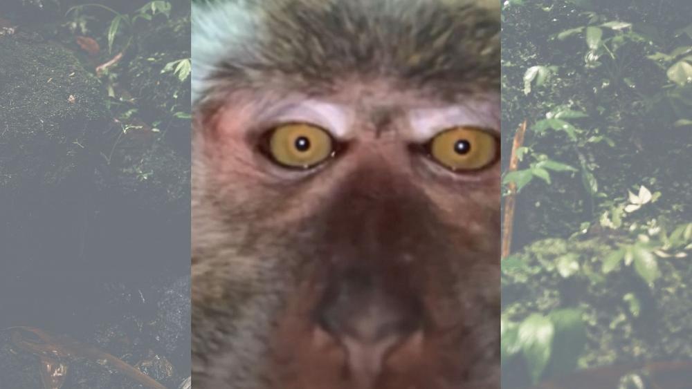 سلفی خنده دار میمون سارق+عکس