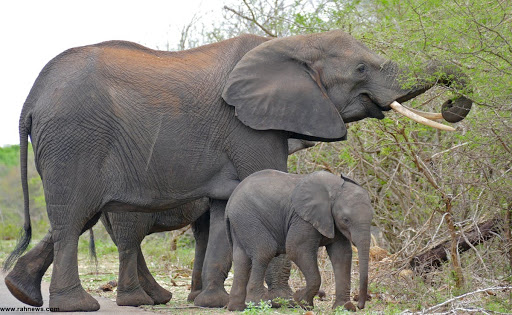 اتفاق دردناک برای فیل‌های باغ وحش+عکس