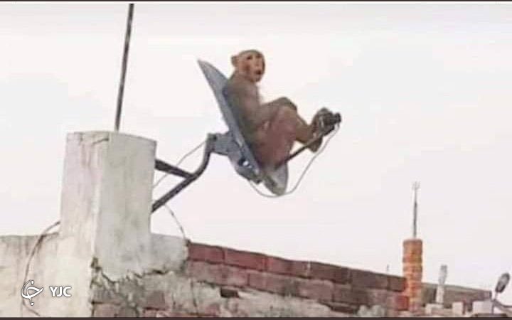 نشستن جالب یک میمون روی دیش ماهواره+عکس
