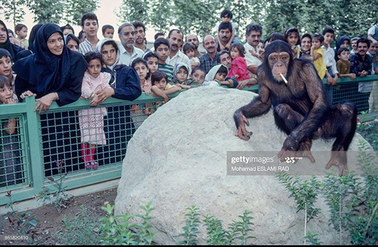 میمون در حال سیگار کشیدن در باغ‌وحش تهران+عکس
