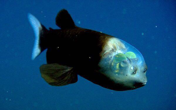 اولین تصویر از ماهی کله شیشه ای+عکس