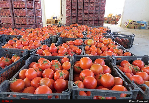 ۲۰۰ کامیون گوجه‌فرنگی ایران از عراق برگشت خورد +عکس