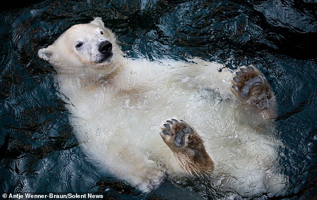 شنای جذاب خرس تنبل در باغ وحش+عکس 