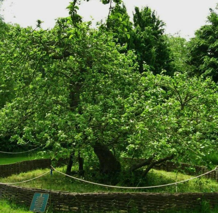 اولین تصویر از درخت سیب نیوتن+عکس