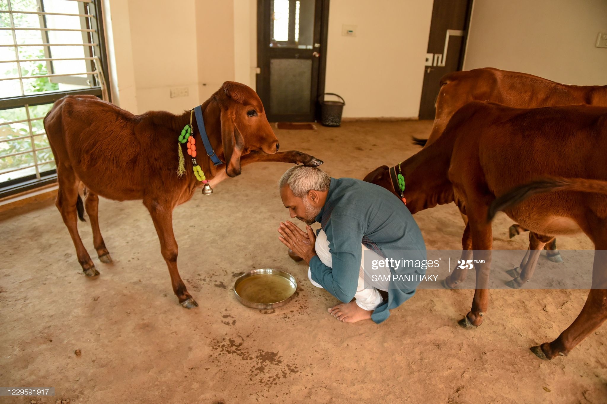 ادای احترام یک هندو به گوساله + عکس