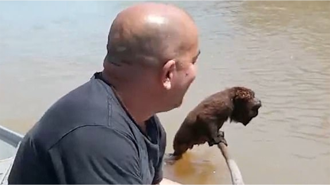 ماهیگیری که یک میمون را از غرق شدن نجات داد+عکس