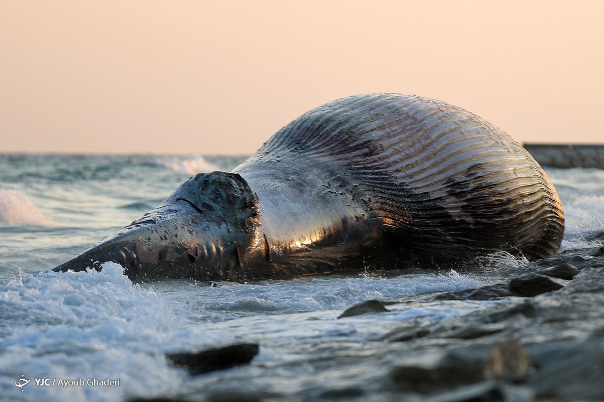 مرگ نهنگ غول پیکر در جزیره کیش + عکس