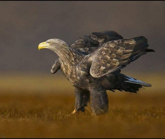 اولین تصویر از بزرگترین عقاب ایران+عکس
