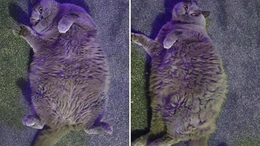 ترفند گربه چاق برای دور زدن رژیم لاغری+عکس