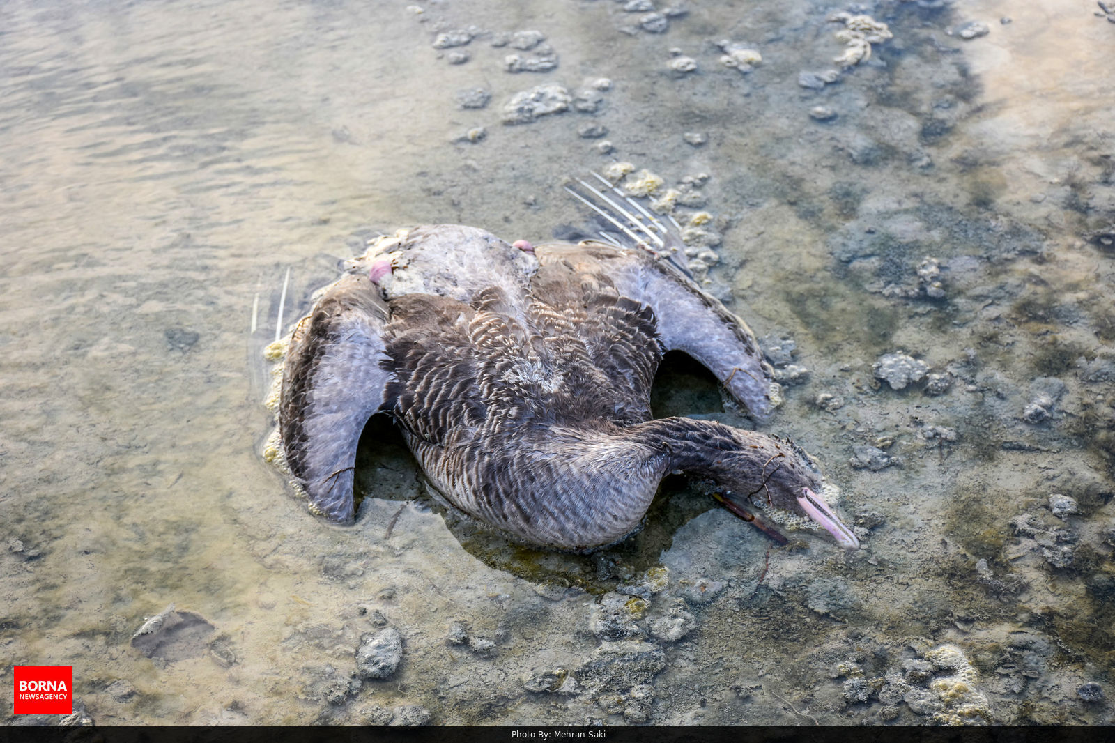 تصاویر غم انگیز از مرگ پرندگان تالاب میقان اراک+عکس