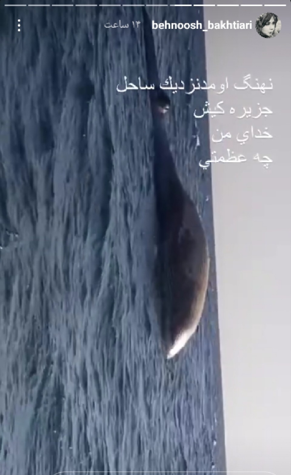 نهنگی که بهنوش بختیاری را شوکه کرد+عکس
