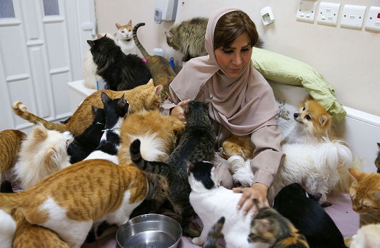 زندگی زن عمانی با ۴۸۰ گربه+عکس