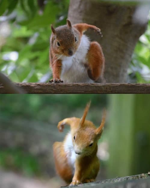 حرکت عجیب سنجاب‌ها که باعث حیرت همه شد+عکس