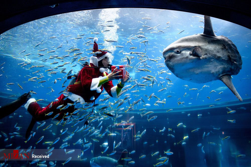 شنای بابانوئل در آکواریوم+عکس