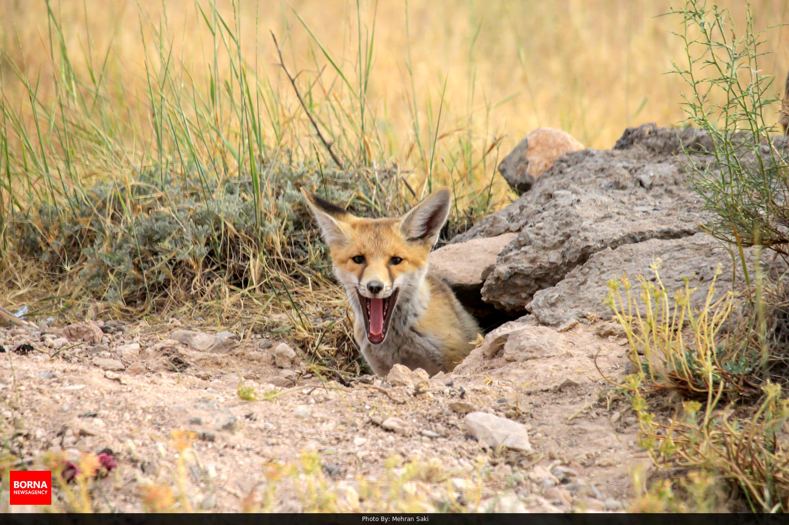 تصاویر بامزه از زندگی روباه‌ها+عکس