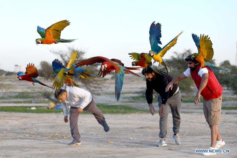 آموزش طوطی ها در کویت+عکس