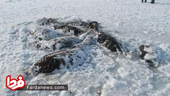 تصویر دردناک از یخ زدن ۲۶ اسب+عکس