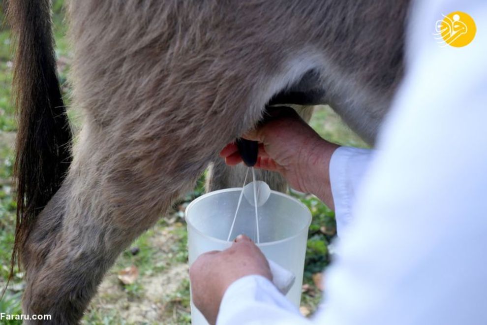 شیر الاغ نوشیدنی محبوب مردم آلبانی+عکس