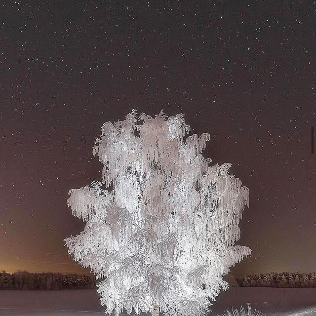 تصویر باورنکردنی از درخت کریستالی روسیه+عکس