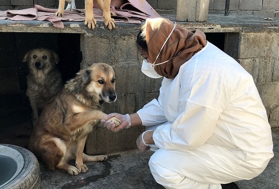 پناهگاه سرشار از محبت سگ ها در شیراز+عکس