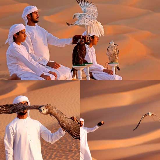 تربیت پرندگان شکاری در امارات+عکس
