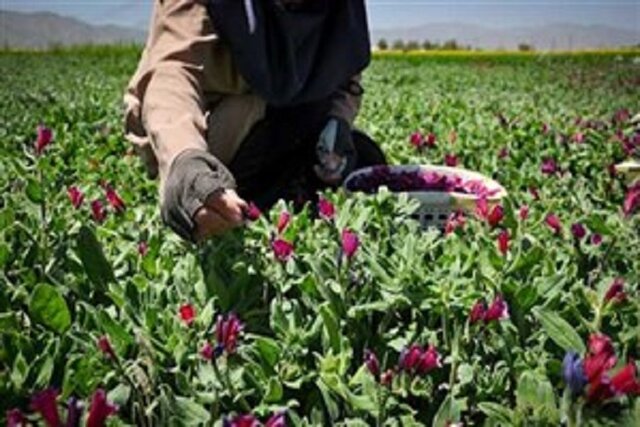 چرا صنعت گیاهان دارویی جان نمی گیرد؟ چرا صنعت گیاهان دارویی جان نمی گیرد؟