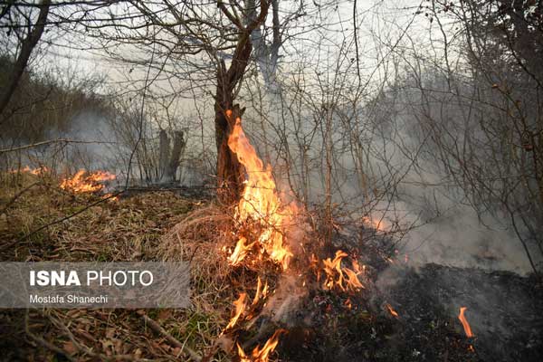 تصاویر دردناک از آتش سوزی جنگل های مازندران+عکس