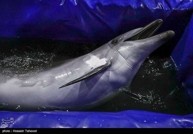 لحظه زیبا از آزادی دلفین برج میلاد+عکس