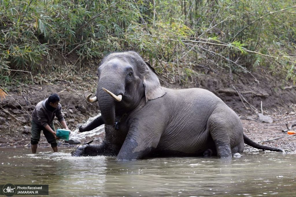 آب تنی فیل در رودخانه+عکس
