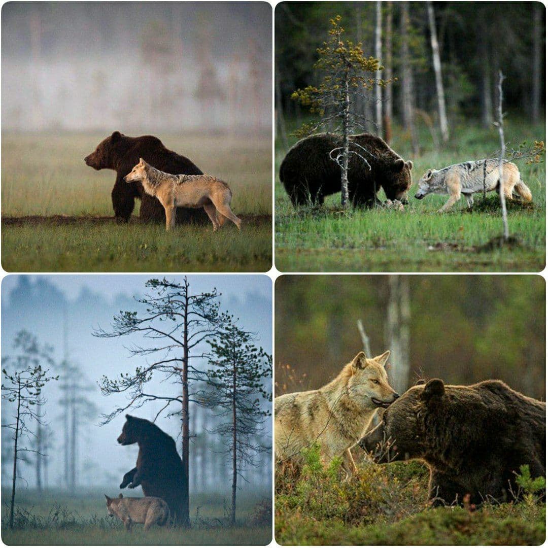 رابطه نزدیک خرس و گرگ خاکستری+عکس