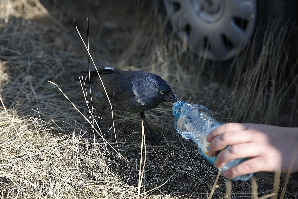 آب خوردن پرنده شکاری از بطری+عکس