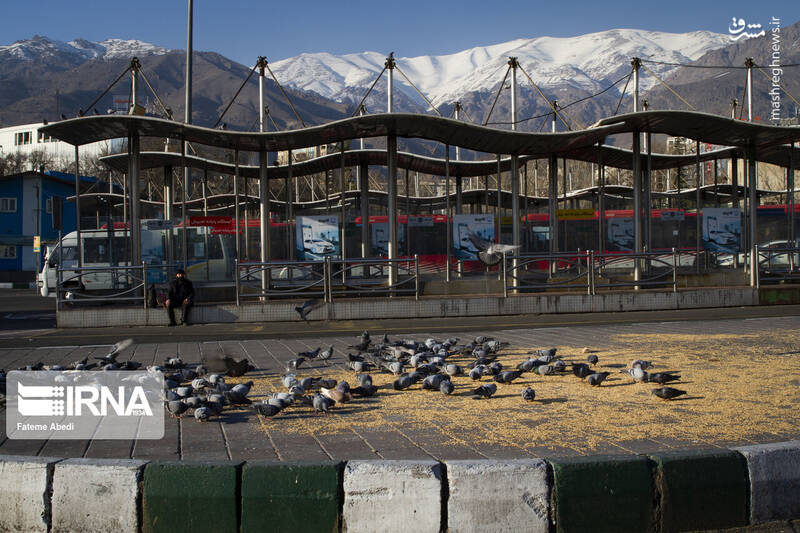ایرانی هایی که هوای پرندگان را دارند+عکس