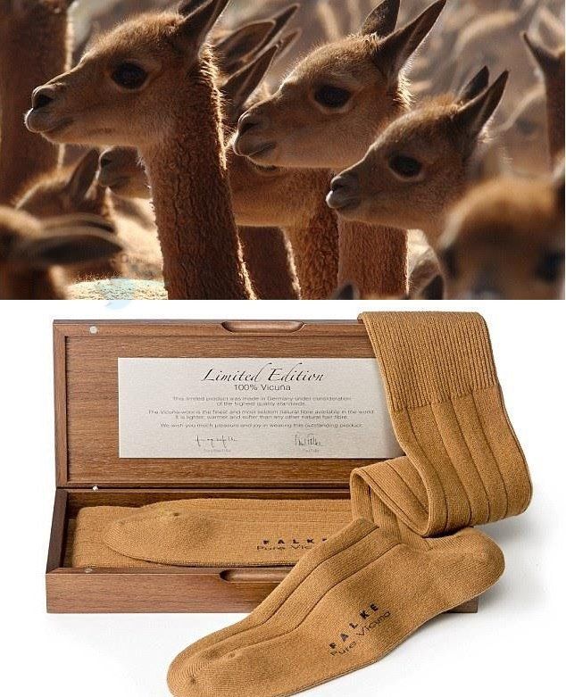 گران ترین جوراب جهان از پشم این حیوانات نادر +عکس