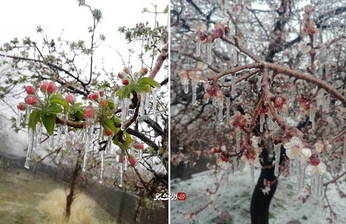 سرمازدگی بی‌سابقه شکوفه درختان در کرمان+عکس
