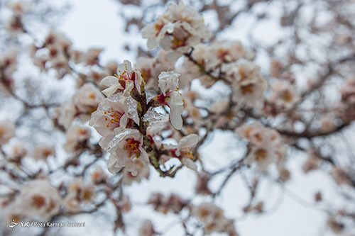 شکوفه های درختان بادام یخ زدند+عکس